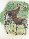 Close-Up of Okapi (Okapia Johnstoni)