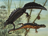 Two Great Creasted Newts Swimming Underwater (Triturus Cristatus)