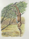 Close-Up of a Gerenuk Reaching for a Tree (Litocranius Walleri)