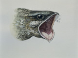 Close-Up of an Eurasian Nightjar (Caprimulgus Europaeus)