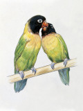 Close-Up of a Pair of Masked Lovebirds Perching on a Branch