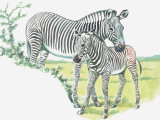 Close-Up of a Burchells Zebra with its Colt in a Field (Equus Burchelli)