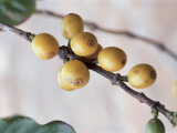 Close-Up of Coffee Beans on a Plant