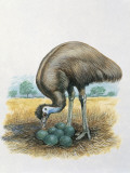 Close-Up of a Male Emu Standing Near Eggs