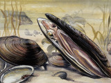 European Pearly Mussels in Water (Margaritifera Margaritifera)