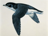 Close-Up of a Common Diving-Petrel Flying (Pelecanoides Urinatrix)
