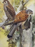 Two Common Kestrel Perching on a Tree Stump (Falco Tinnunculus)