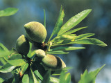 Close-Up of Almonds (Prunus Dulcis)