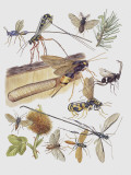 Close-Up of a Group of Sawflies Insects (Rhogogaster Viridis)
