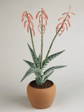 Close-Up of Coral Aloe Plant Growing in a Pot (Aloe Striata)