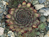 High Angle View of a Houseleek Plant (Sempervivum Cafe)