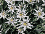 High Angle View of Edelweiss Flowers (Leontopodium Alpinum)