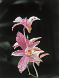 Close-Up of Cooktown Orchid Flowers (Dendrobium Phalaenopsis)
