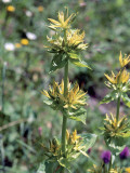 Close-Up of Great Yellow Gentian Flowers (Gentiana Lutea)