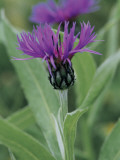 Close-Up of Perennial Cornflowers (Centaurea Montana)