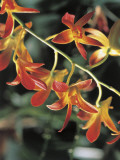 Close-Up of Brown Derby Flowers
