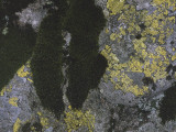 Close-Up of Map Lichen and Moss