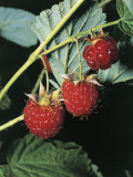 Close-Up of Raspberries (Rubus Idaeus)