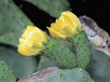 Close-Up of Indian Fig Opuntia Flowers (Opuntia Ficus-Indica)