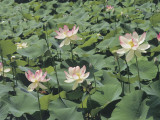 Close-Up of Sacred Lotuses (Nelumbo Nucifera)