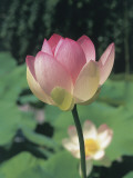 Close-Up of a Sacred Lotus (Nelumbo Nucifera)