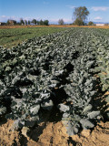 High Angle View of Cabbage Plants in a Field (Brassica Oleracea)