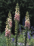 Purple Foxglove Flowers in a Garden (Digitalis Purpurea)
