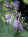Close-Up of Plantain Lilies (Hosta)