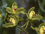 Close-Up of Flowers of a Cymbidium Hybrid Orchid