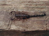 High Angle View of a Scorpion on a Wooden Surface  Madagascar (Euscorpius)