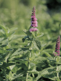Close-Up of a Horsemint Flower (Mentha Longifolia)