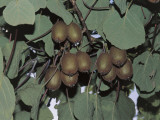 Close-Up of Kiwi Fruits on a Tree (Actinidia Chinensis)