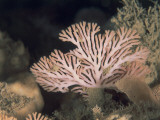 Close-Up of Bryozoa Underwater
