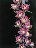 Close-Up of Royal Helleborine Flowers (Epipactis Atrorubens)
