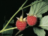 Close-Up of Raspberries (Rubus Idaeus)