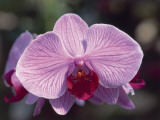 Close-Up of a Moth Orchid (Phalaenopsis)