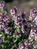 Close-Up of Creeping Thyme Flowers (Thymus Serphyllum)