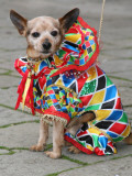 Ugo the Dog