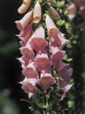 Close-Up of Purple Foxglove Flowers (Digitalis Purpurea)