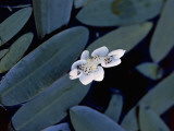 Close-Up of Cape-Pondweed Flowers and Leaf in Water (Aponogeton Distachyos)