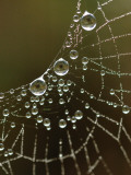 Web's Eyes