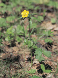 Close-Up of a Mountain Buttercup Flower (Ranunculus Montanez)
