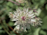 Close-Up of a Great Masterwort Flower (Astrantia Major)