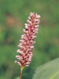Close-Up of a Meadow Bistort Flower (Polygonum Bistorta)