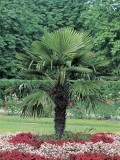 Lady Palm Tree in a Formal Garden (Chamaerops Excelsa)