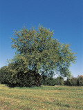 White Mulberry Tree in a Field (Morus Alba)