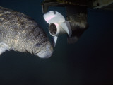 West Indian Manatee Swims Past Propeller