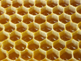 Detail of Honeycomb Filled with Honey