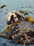 Sea Otter Floats on Back While Wrapped in Kelp