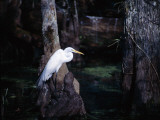 A Great Egret Standing on the Trunk of a Tree